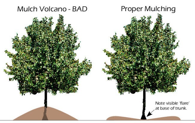 How to properly mulch your trees