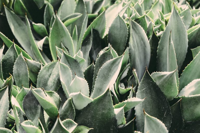 Aloe Vera Blue Botanical