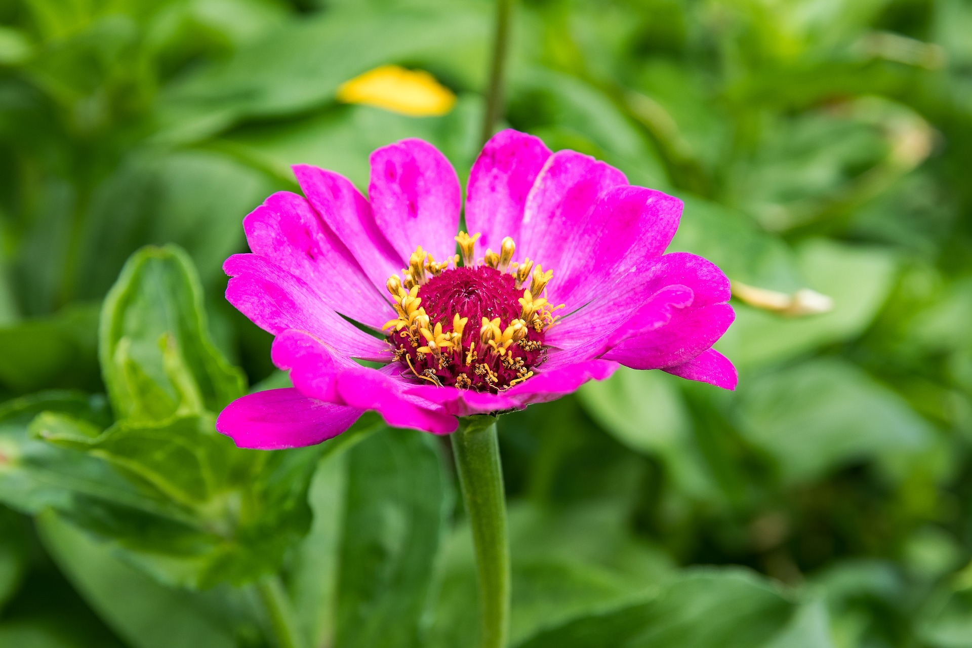 Vibrant sun-loving flowers blooming in a bright sunny garden