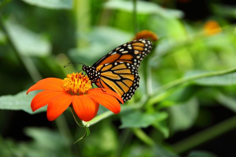 Blossom Butterfly