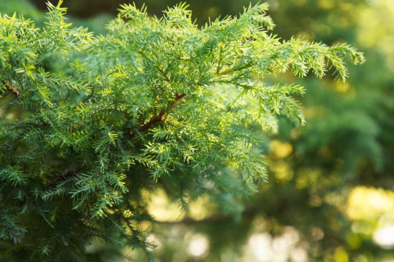 Juniperus virginiana