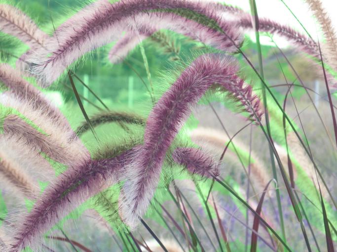 fountain_grass