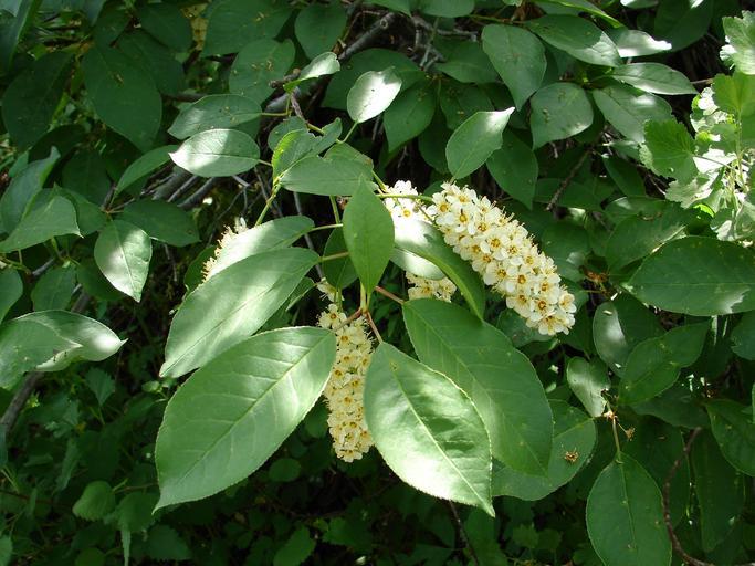 prunus_virginiana_chokecherry