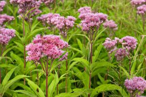 Joe-Pye Weed wild flowers