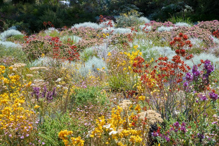 flower garden