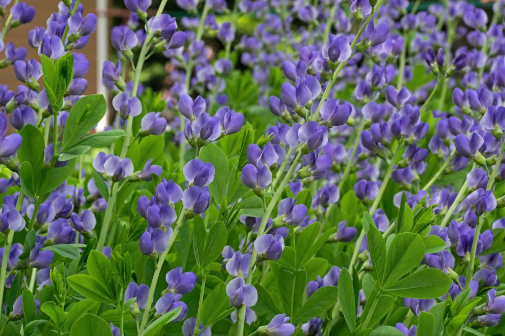 baptisia-australis-commonly-known-as-blue-wild-indigo-or-blue-false