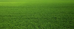 turf grass