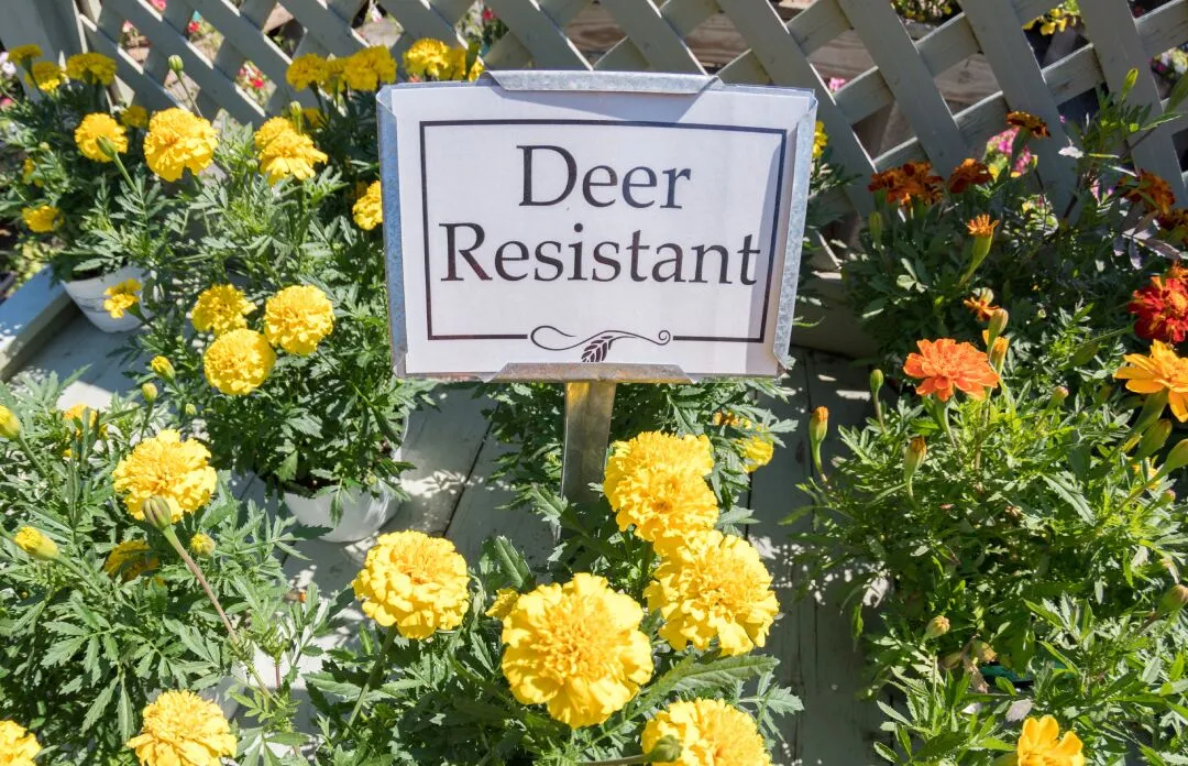 How-to-Deer-Proof-Your-Garden