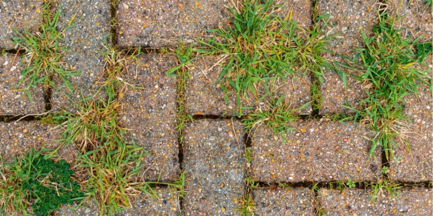 Common-Paver-Problems_-Moss-Weeds-and-Staining-1024x660 (1)